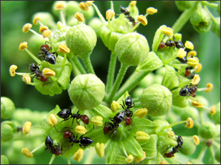 Annexe Fourmis sur lierre grimpant.jpg