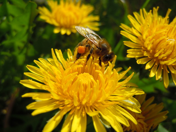 Annexe pissenlit-abeille-pollen.JPG