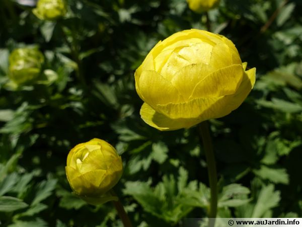 Annexe trollius-europaeus-600x450.jpg
