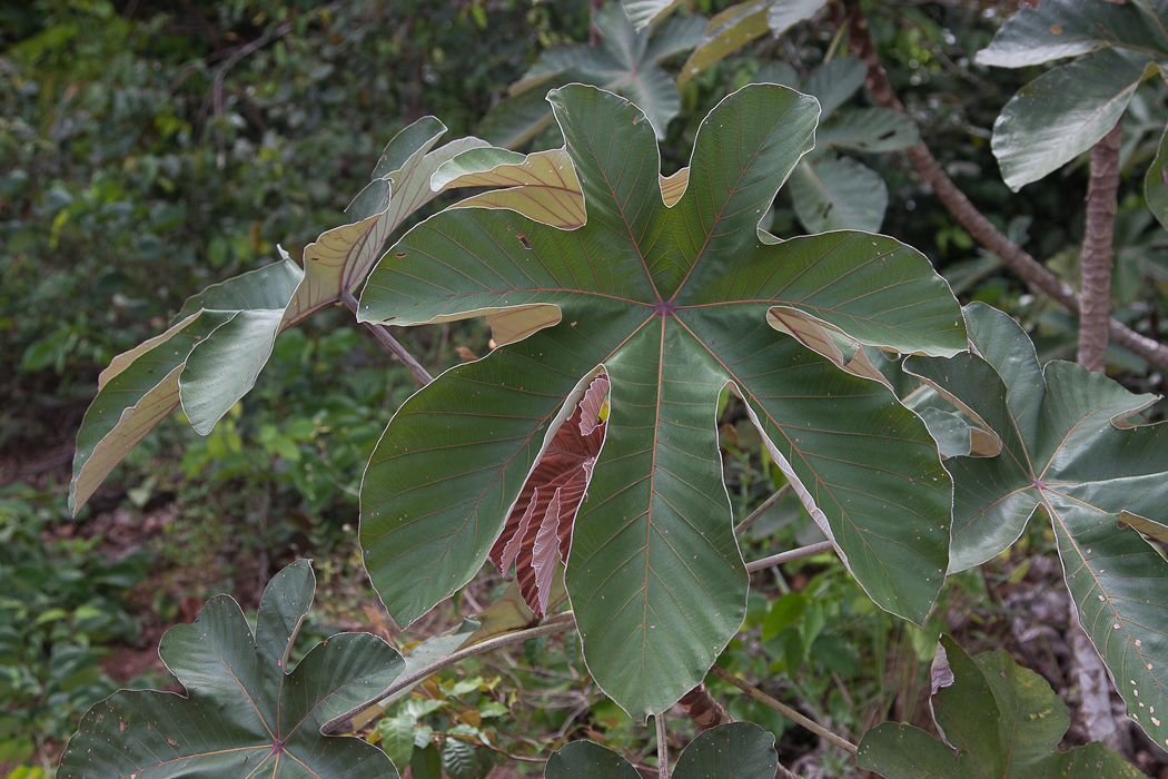 Annexe 20120930222532-286ae37f.jpg