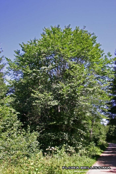 Annexe img_000177874L.jpg