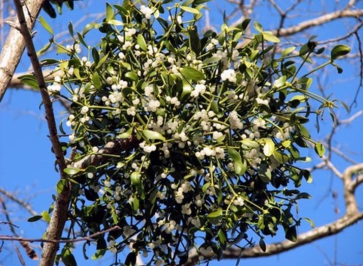 Annexe 2018-04-13_05_03_12.jpg