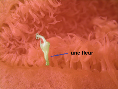 Annexe Mise en évidence dune fleur femelle parmi dautres..jpg