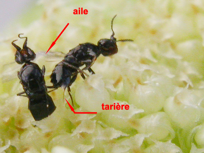 Annexe Présence de deux Blastophaga femelles..jpg