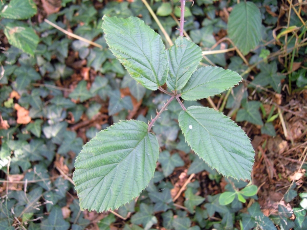 Annexe img 000063908L.jpg