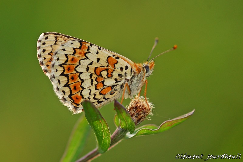Annexe Melitaea cinxia .melitee du plantain.jpg