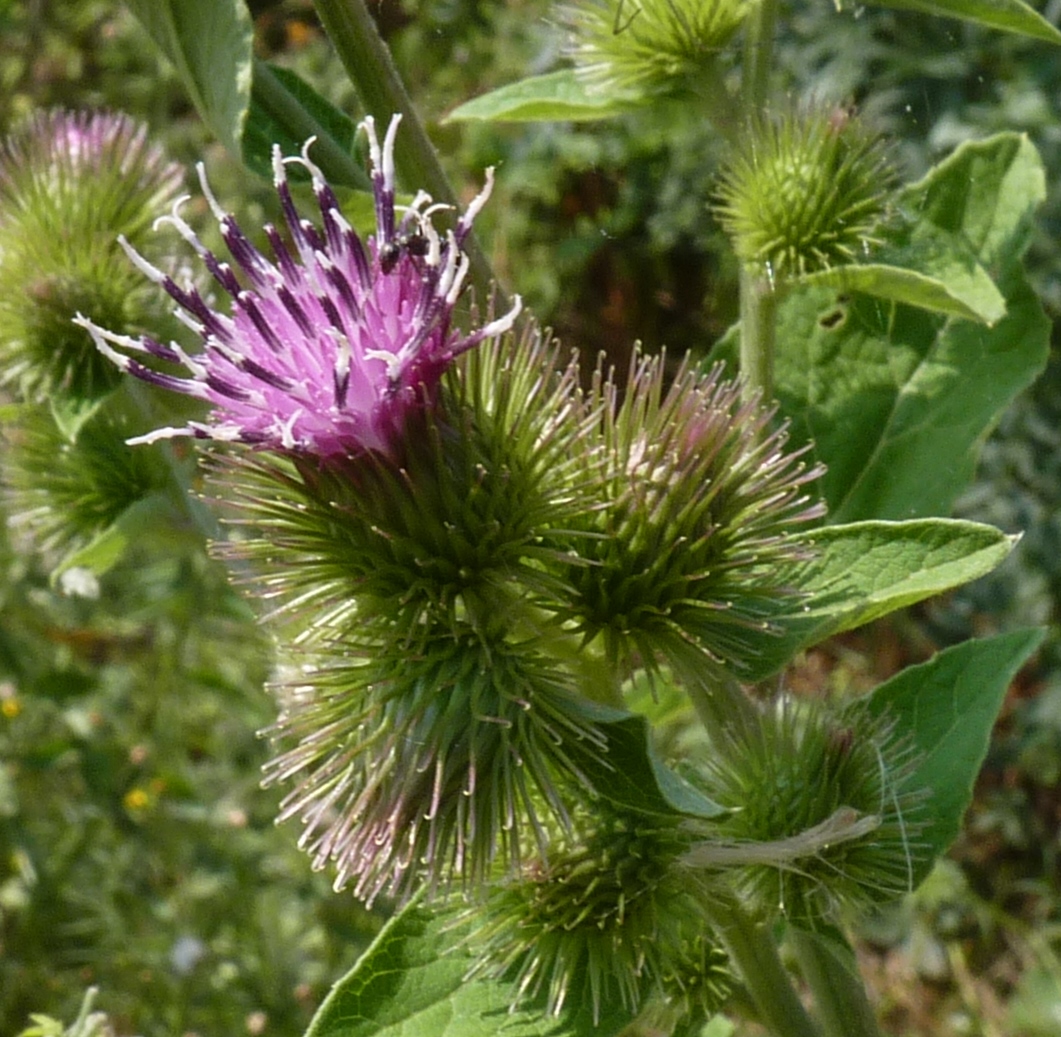 Annexe img 000206265O.jpg