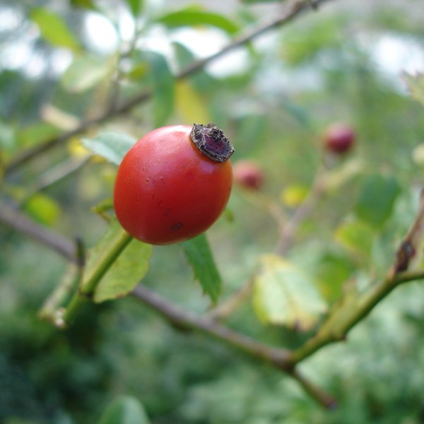 Annexe cynorrhodon.jpg