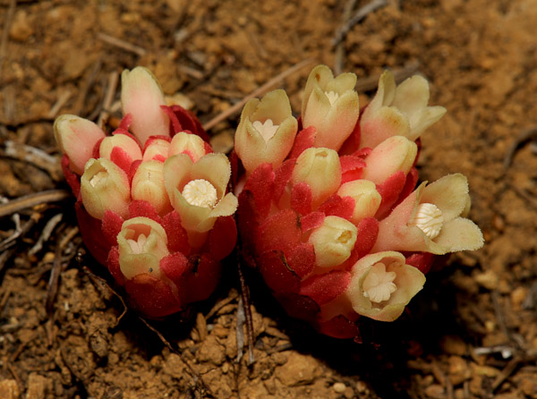 Annexe cytinusruber_4.jpg