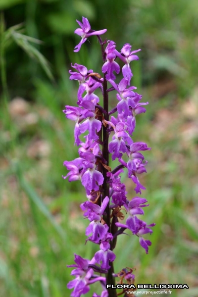 Annexe Orchis mâle.jpg