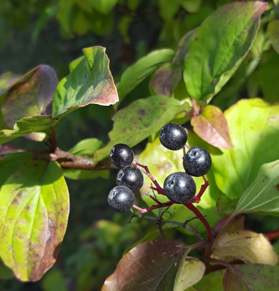 Annexe cornouiller drupes.jpg