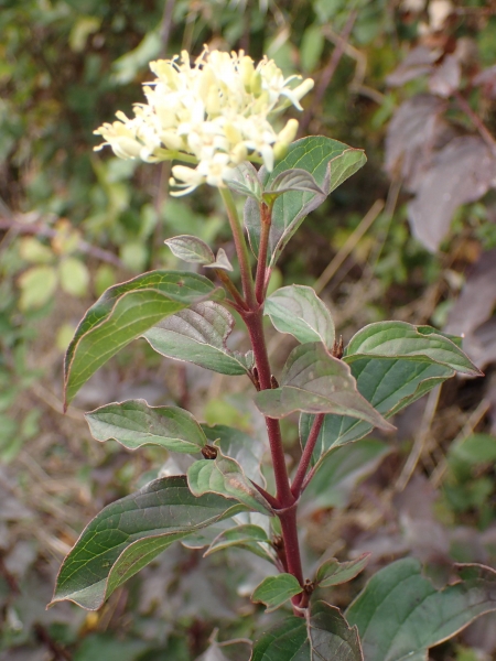 Annexe cornouiller sanguin.jpg