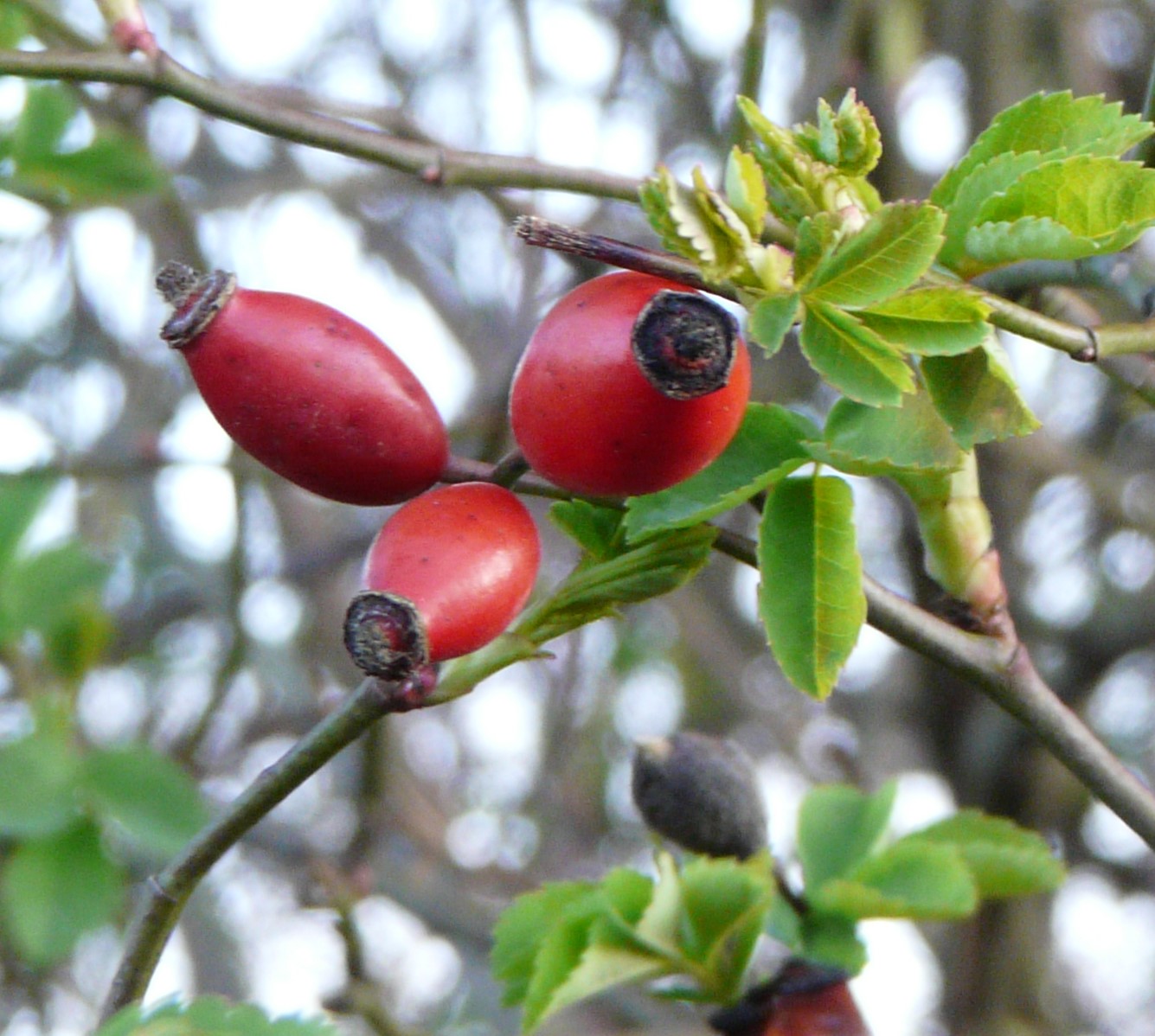 Annexe églantier.jpg