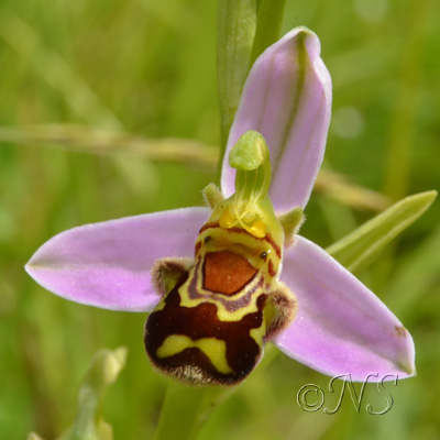 Annexe NS Ophrys apifera.jpg