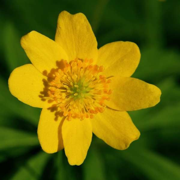 Annexe renoncule.jpg