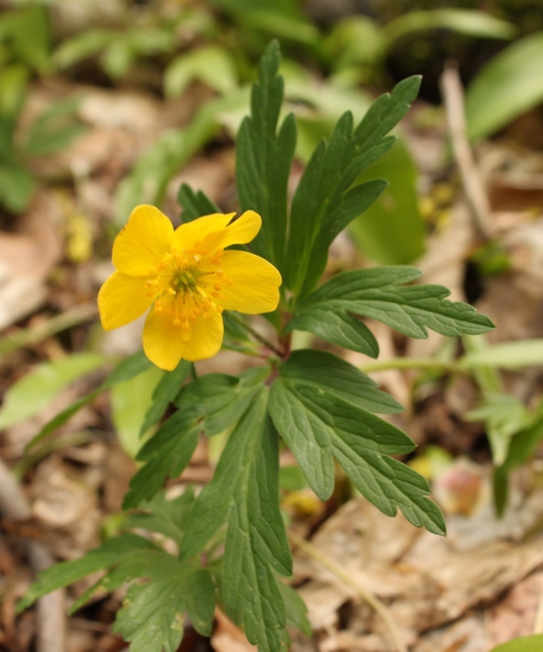 Annexe renoncule2.jpg