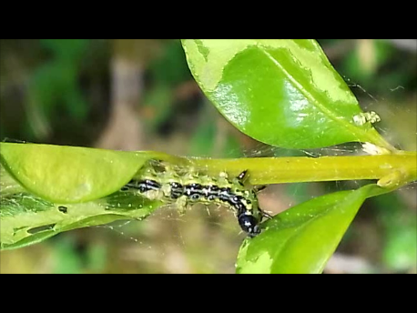 Annexe buis attaqué par la pyrale.png