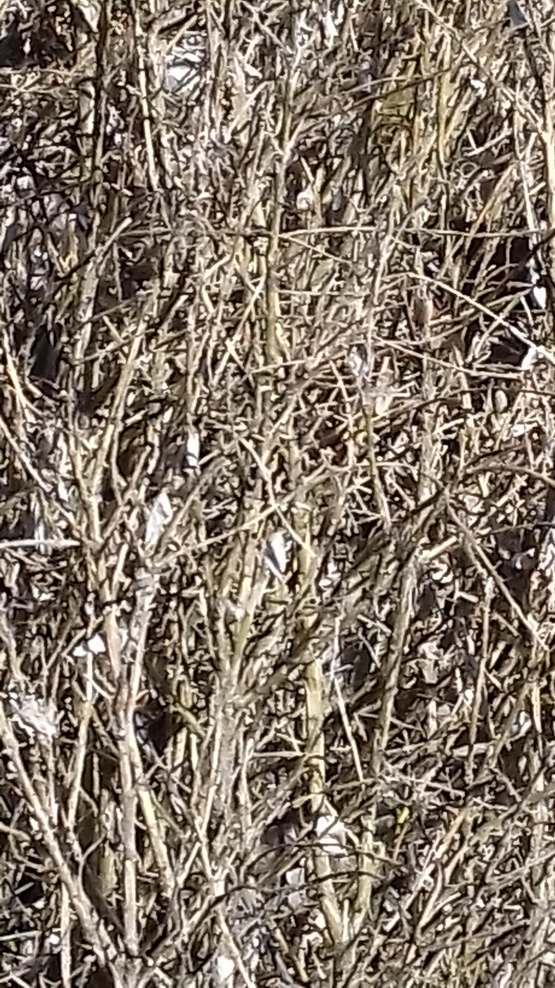 Annexe buis détruit par la pyrale.jpg