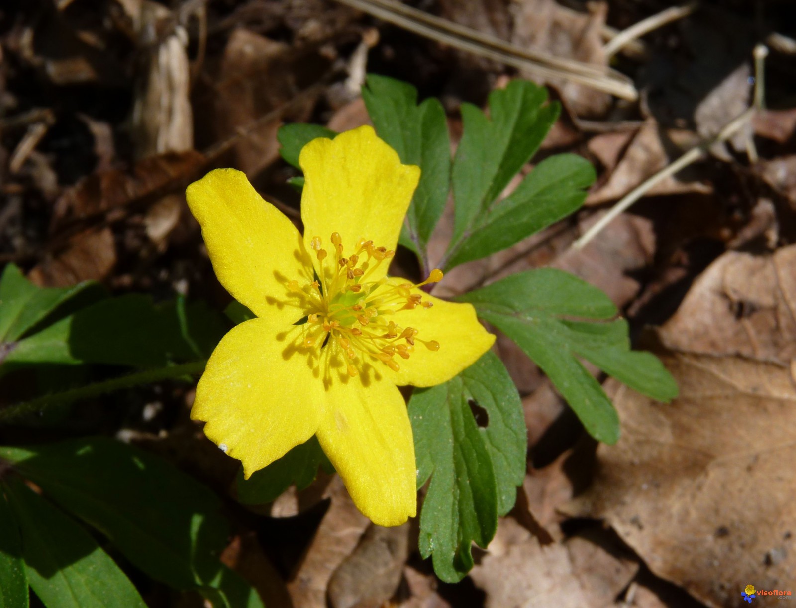 Annexe anemone-fausse-renoncule-visoflora-91614.jpg