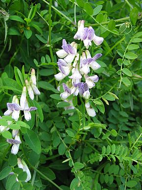 Annexe Vicia_sylvatica.jpg