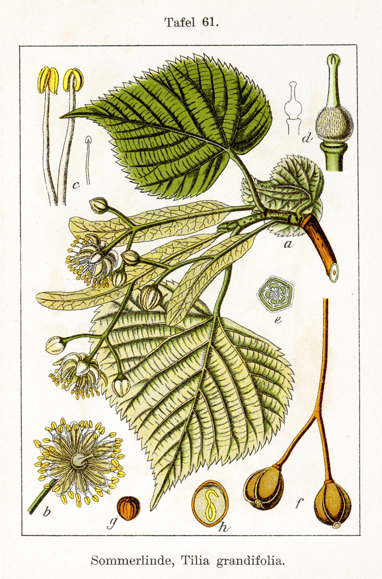 Annexe Tilia_platyphyllos_Sturm61.jpg