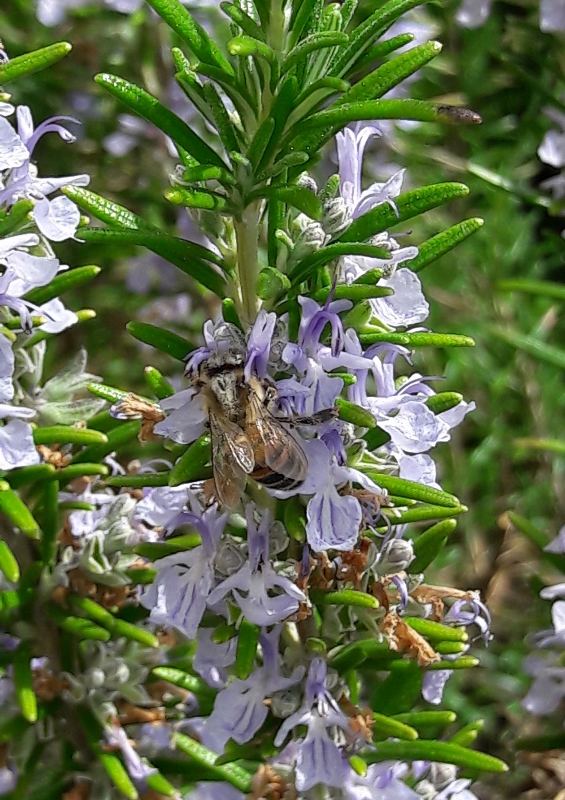 Annexe 20180429_150228 (565x800).jpg