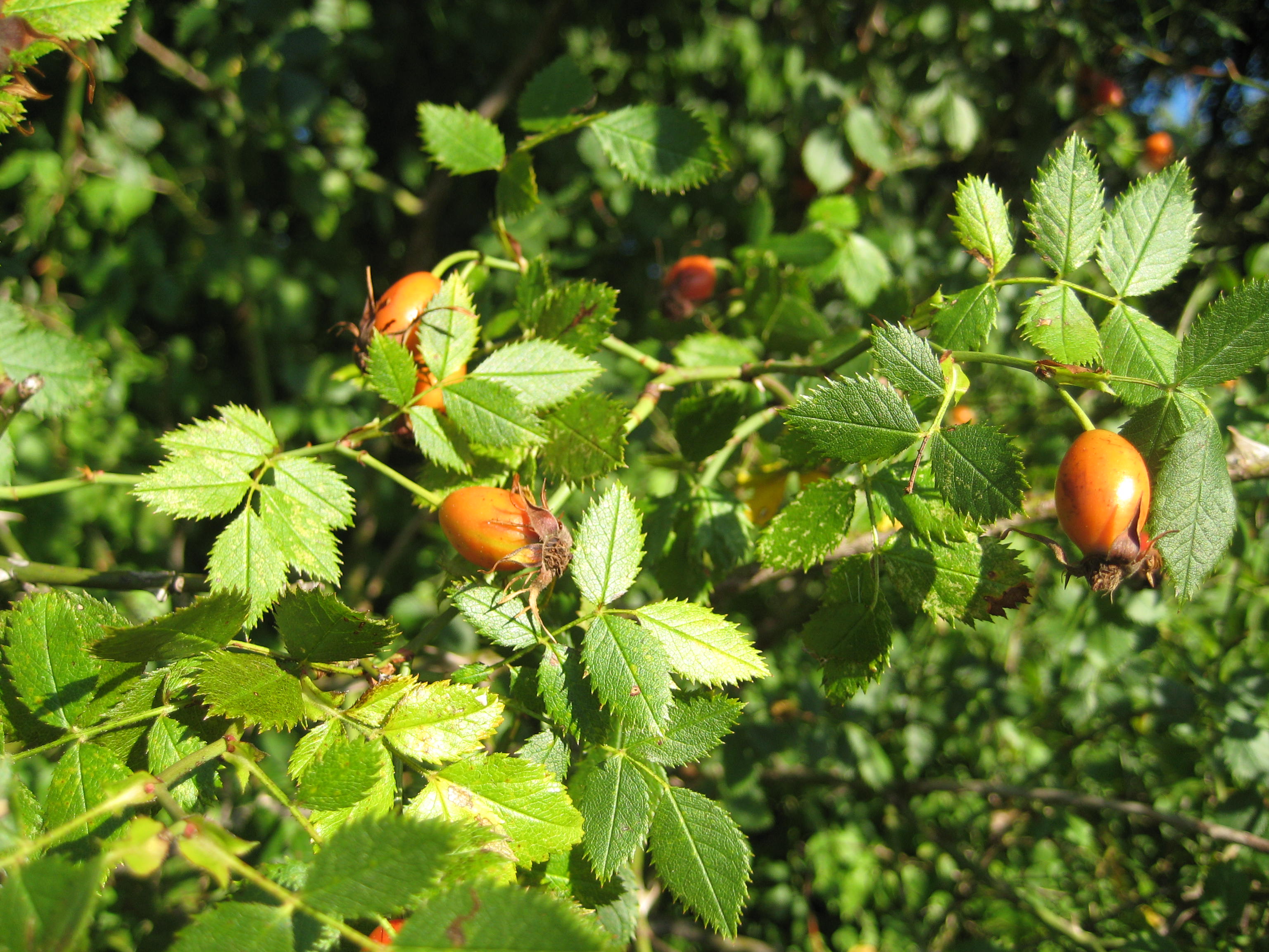 Annexe Rosier sauvage Rosacées.JPG