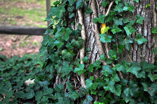 Annexe lierre-arbre.jpg