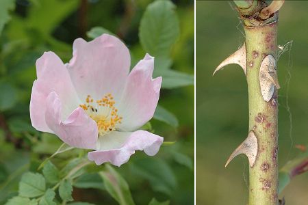 Annexe Défenses physiques  épines