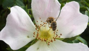 Annexe Pollinisation via insectes