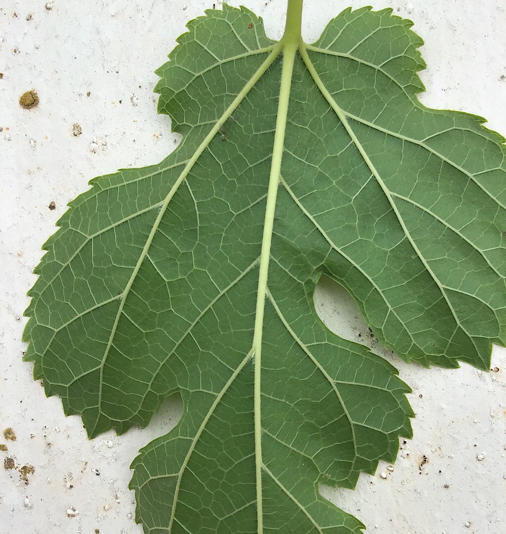 Annexe Domaties Murier 2.JPG