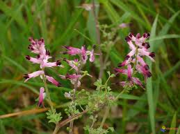 Annexe fumeterre.jpg