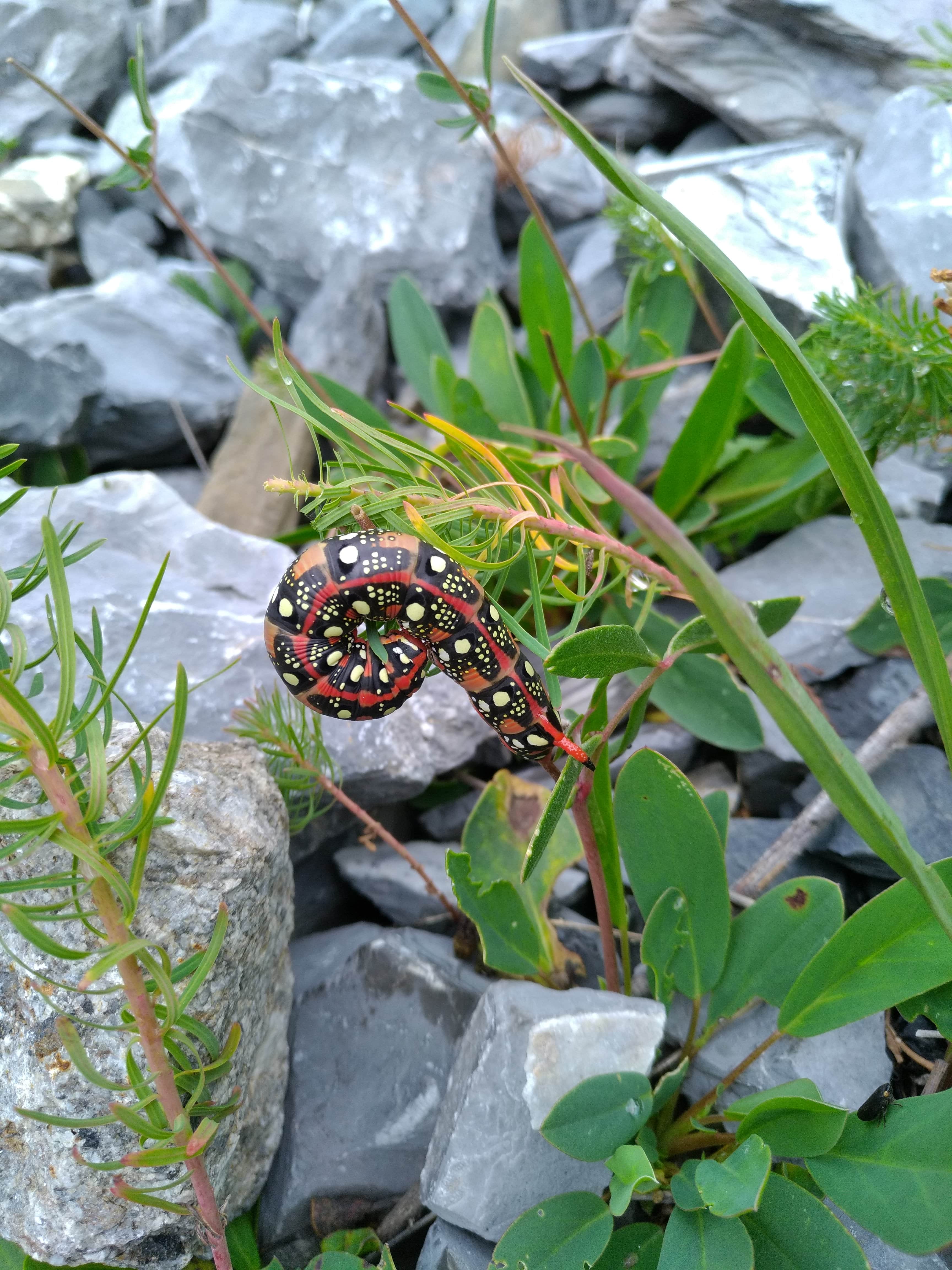 Annexe chenille-min.jpg