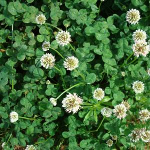 Annexe trifolium repens.jpg