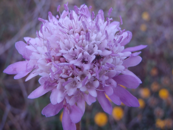 Annexe img_000076281L.jpg