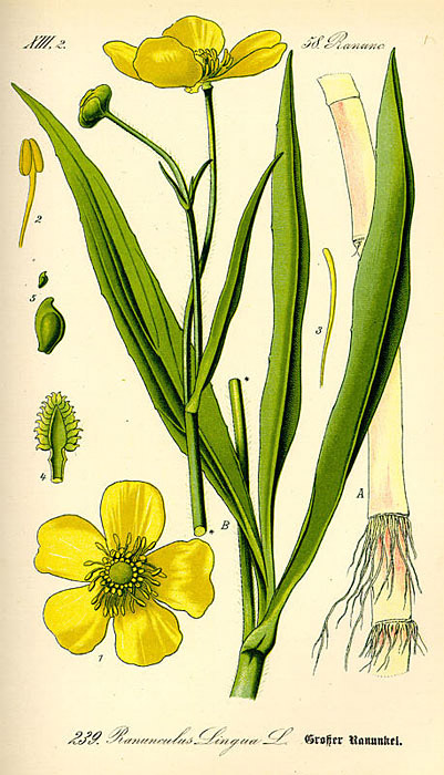 Ranonculus Lingua L.