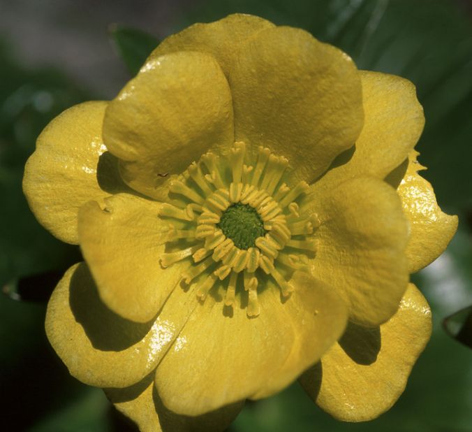 Ranonculus insignis