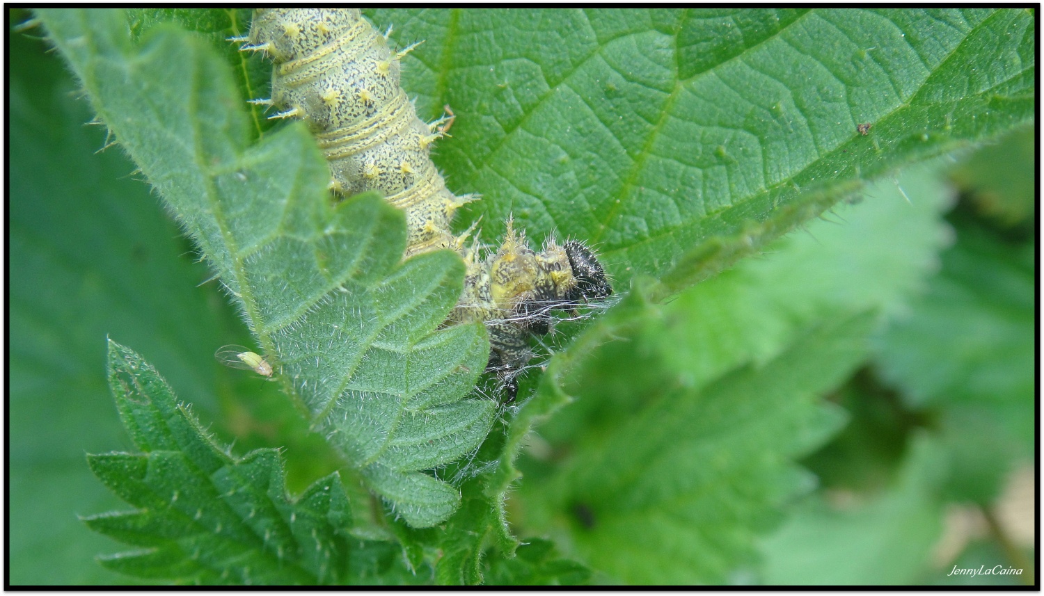 Chenille sur ortie