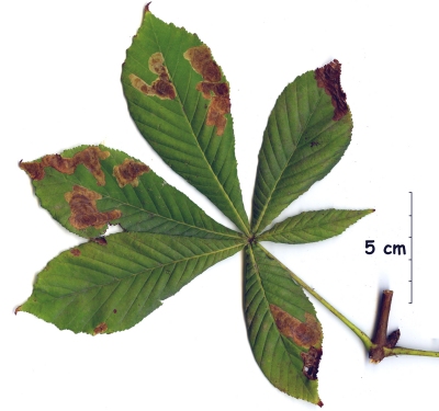 feuille_marronnier_infectee