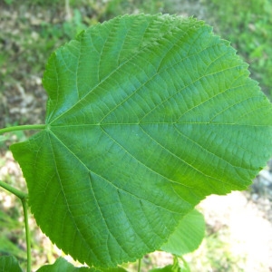 Observation de la feuille de tilleul