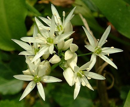 Inflorescence d'ail de ours; photo wikipédia