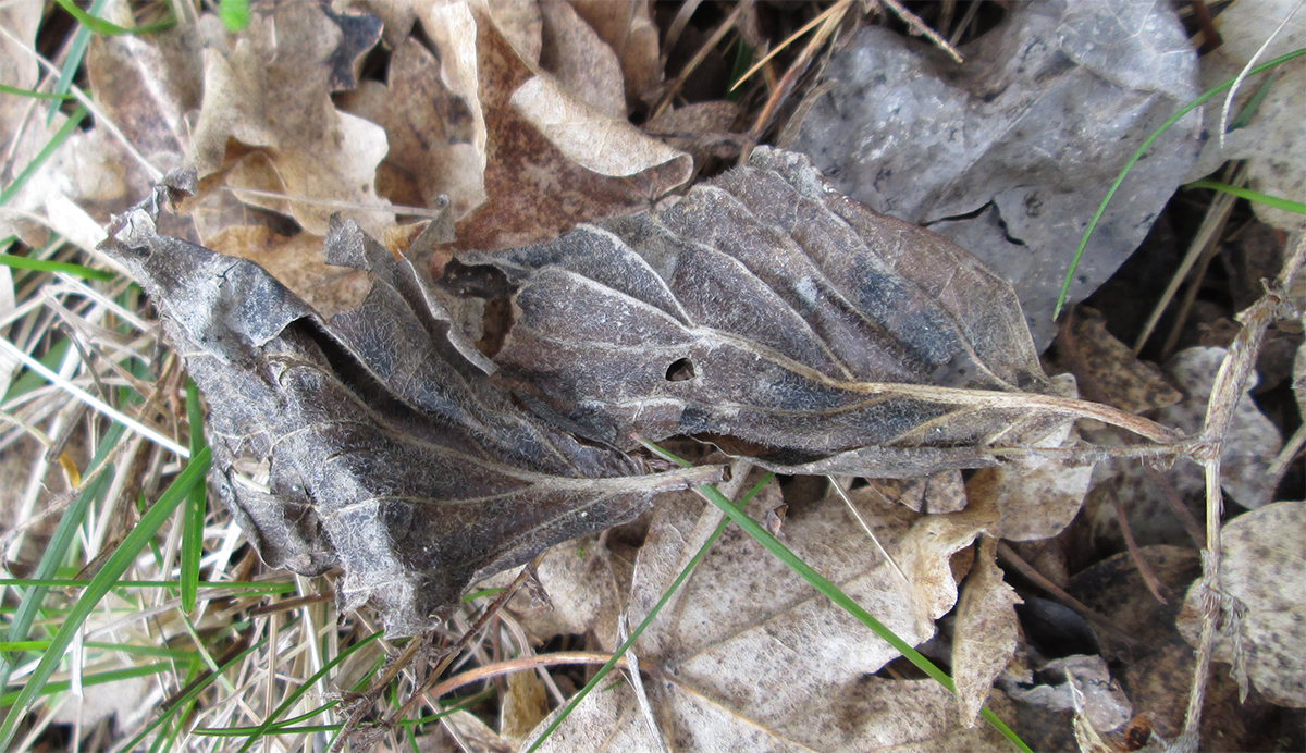 Feuilles de Cornus sanguinea