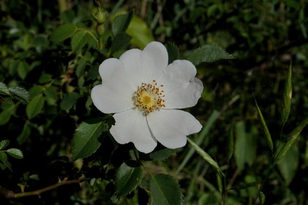 rosa canina