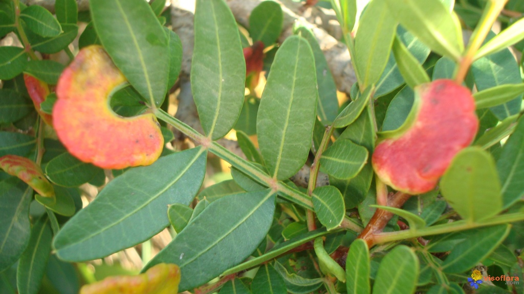 Galle du Pistacia lentiscus