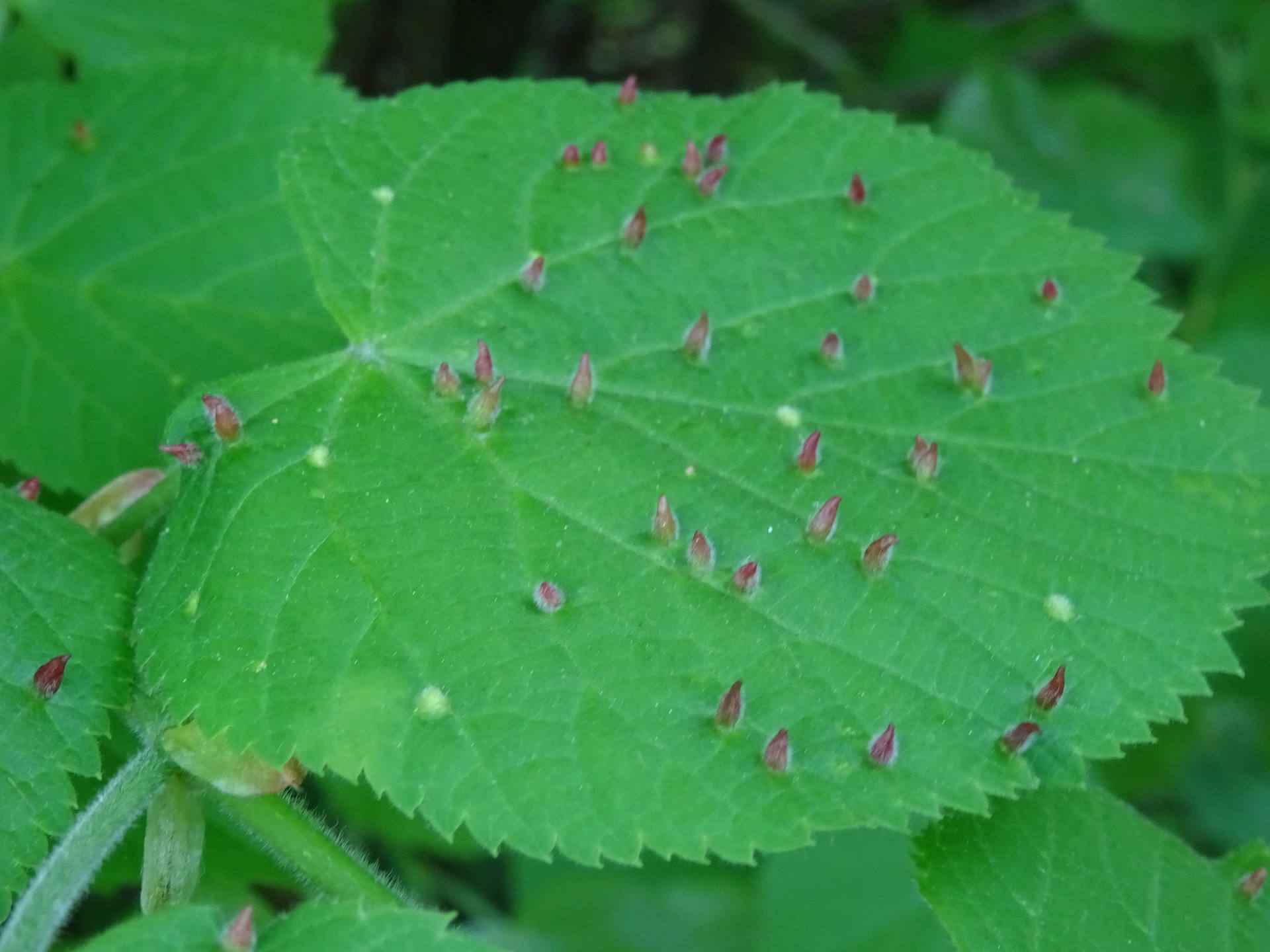 Gale d'Eriophyes tiliae sur feuille de Tilleul à petites feuilles