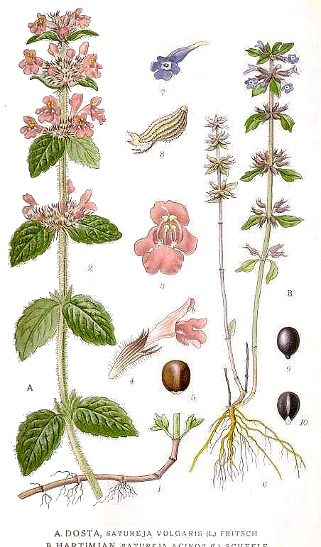 Image de wikipedia, tout droit réservé