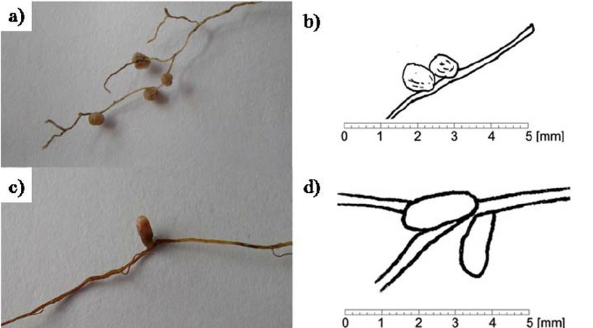 Nodules sur les racines