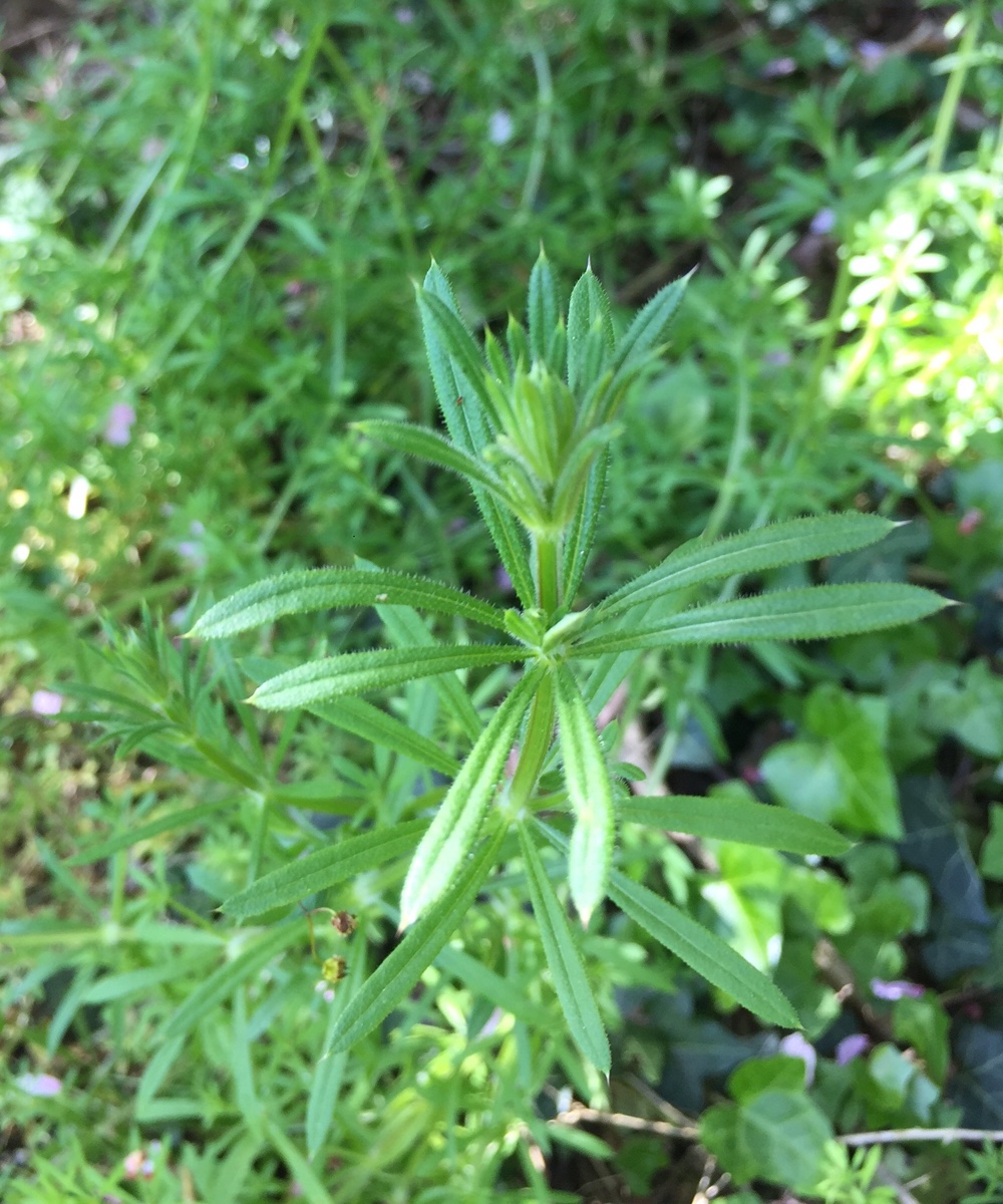 Gaillet gratteron / Galium aparine - avril