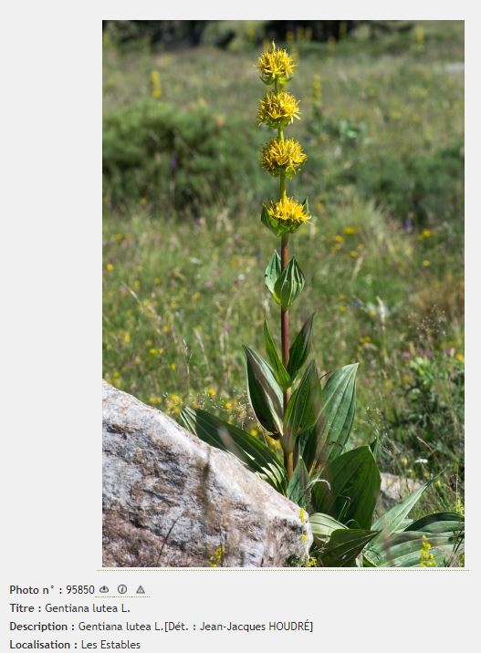Annexe Gentiana lutea.JPG