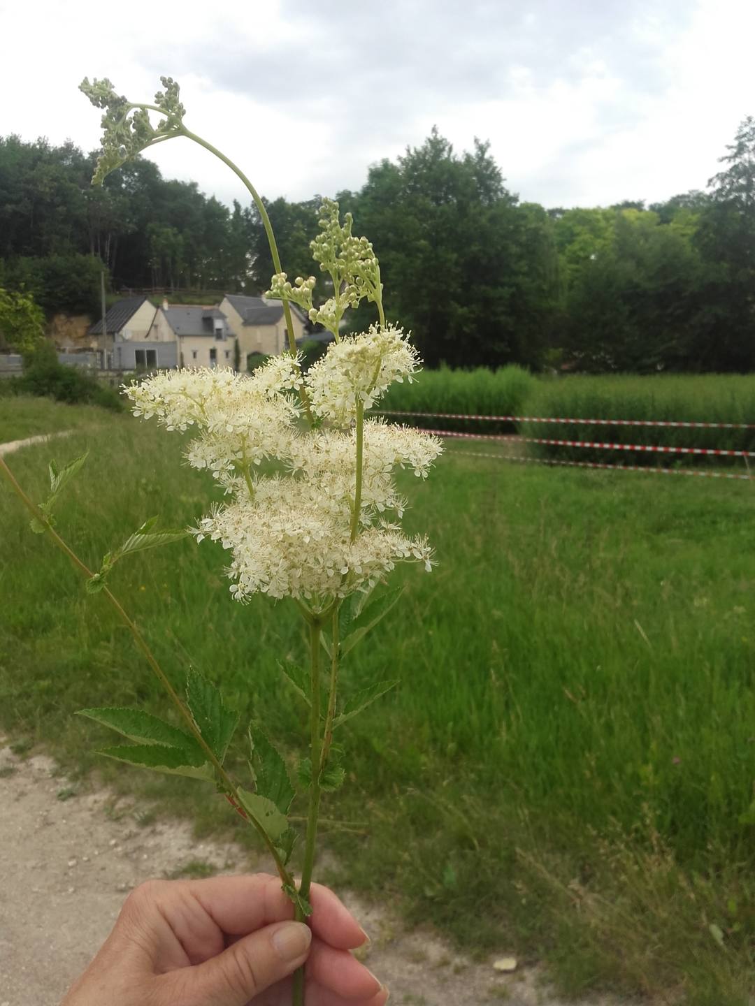 Annexe reine des prés.jpg